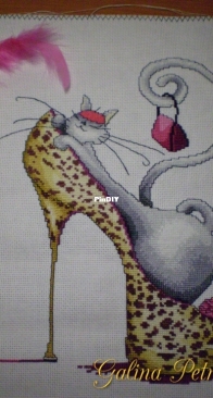 Cat in a shoe