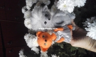 pocket toys