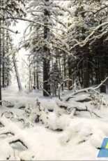 Golden Kite 1826 - Winter by Ivan Shishkin