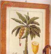 Bananier (Musa Sapientum)