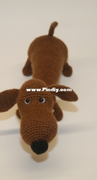 Dachshund dog