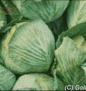 Golden Kite 272 - Cabbage