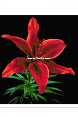 Better Cross Stitch - Red Lily on Black - Free