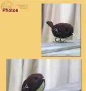 The Fat Sparrow