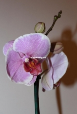 Orchids are my second hobby: Phal. Pretty Romance
