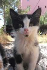 My Handsome cat :)