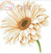 LANARTE 34901 African Daisy In Close-Up