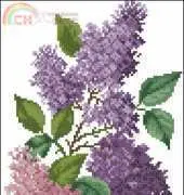 Siren Lilac Spring