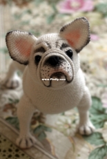 French bulldog
