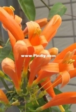 My flowers 1