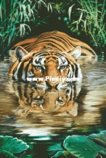 Chimera -  In the Lilies 2