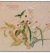 DMC BK005 Reynoutria Japonica