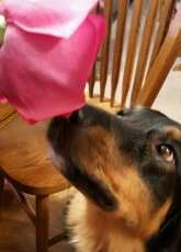 Flowers and the pooch