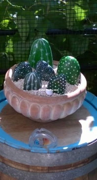 Painted rocks