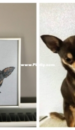 black chiuahua
