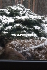 Snow cat