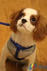 cute puppy
