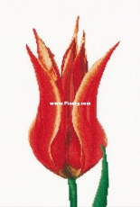 Thea Gouverneur 515A - Red/Yellow Lily Flowering Tulip