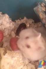 My hamster