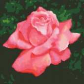 HAED HAETRQS  63 QS Blushing and HAETRQS  64 QS Troika - Teri Rosario