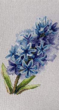 Lush Hyacinth by Margarita Swist XSD