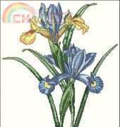 Lilac Studio 07 Blue Iris