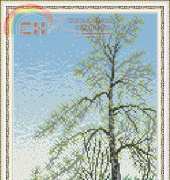 Megat 4012 - Birch Tree