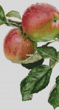 Chimera - Apples