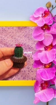Mini cacty