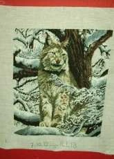 Lynx