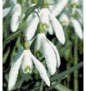 Kreuzstich Kreativ - Snowbells