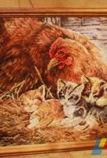 Clocking hen