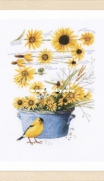 Lanarte PN-0172914 Helianthus sunflowers
