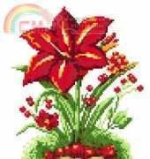 amaryllis