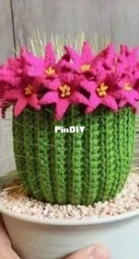 globose cactus