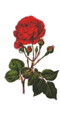 Haukun H-138 - Bouquet Series 7 Red Rose XSD