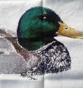 MILLARD DUCK 02