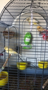 Chica and canaries