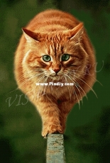 Vishivay - Red Cat XSD