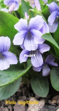 Viola sagittata