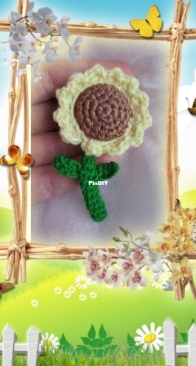 Mini sunflower
