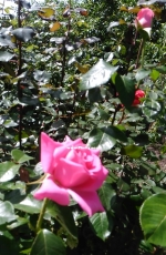Roses are beautiful!