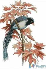 Luca-S B293 - Birdie