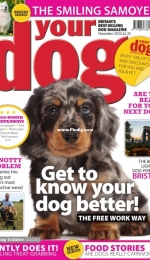 Your Dog - November 2020