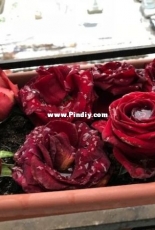 Roses under the snow and ice
