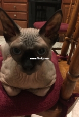 My Sphynx baby