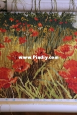 Poppy Blossom/DOME