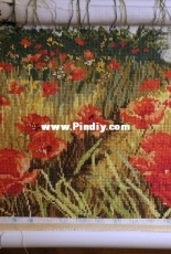 Poppy Blossom/DOME