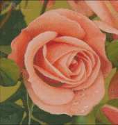 Golden Kite GK450 New pink rose