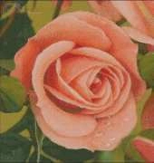 Golden Kite GK450 New pink rose
